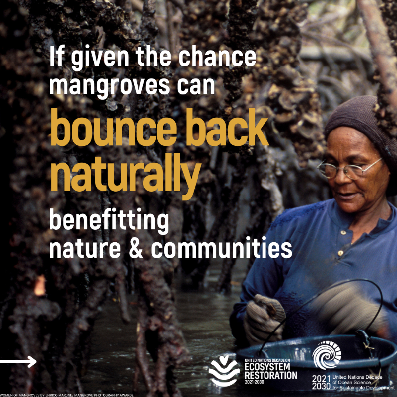 UNEP's tweet photo. Mangroves contribute to the wellbeing, food security, &amp; protection of coastal communities. Yet, they are being lost at a rate of 3-5 times higher than other forests.

Discover their benefits #ForNature &amp; humanity. #GenerationRestoration

📷:  @‌MangroveProject