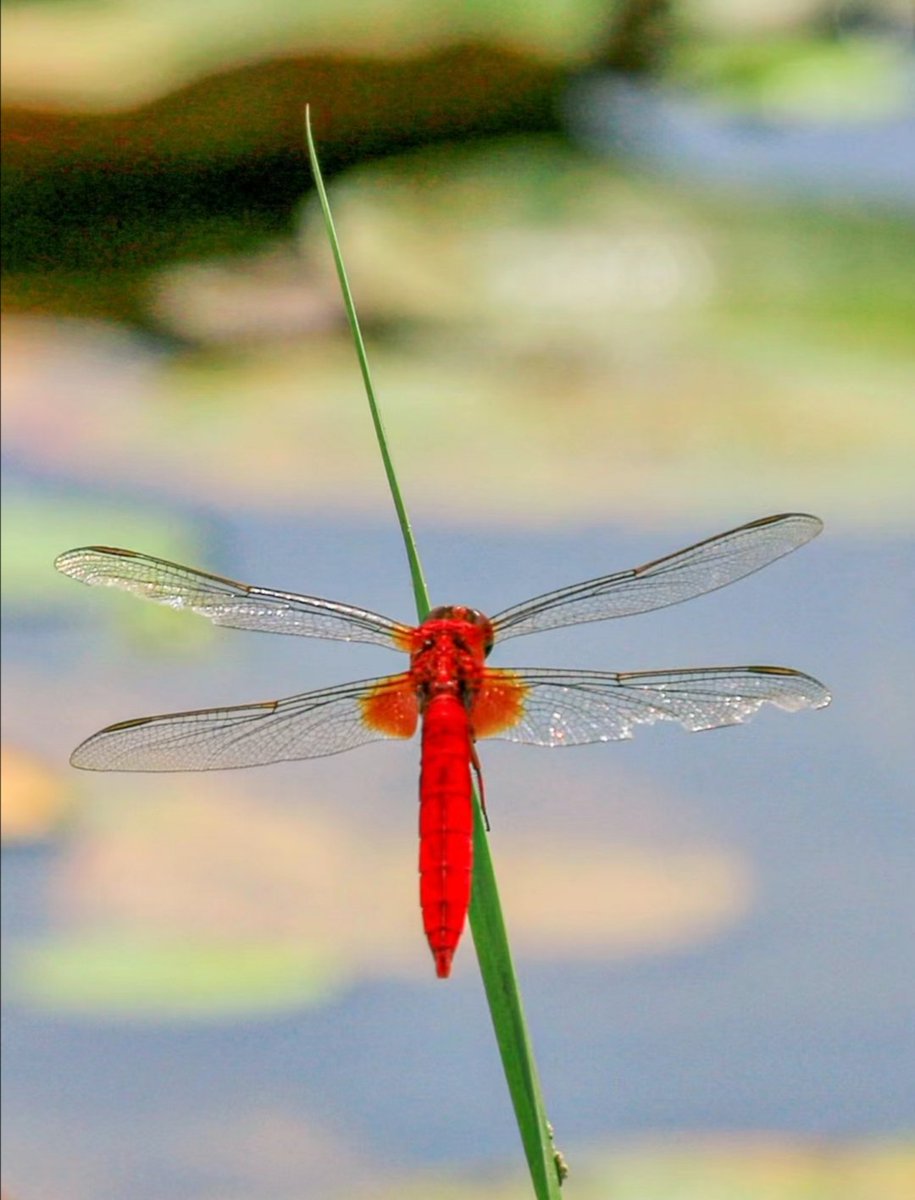 上联：蜻蜓轻停青亭上
下联你怎么对