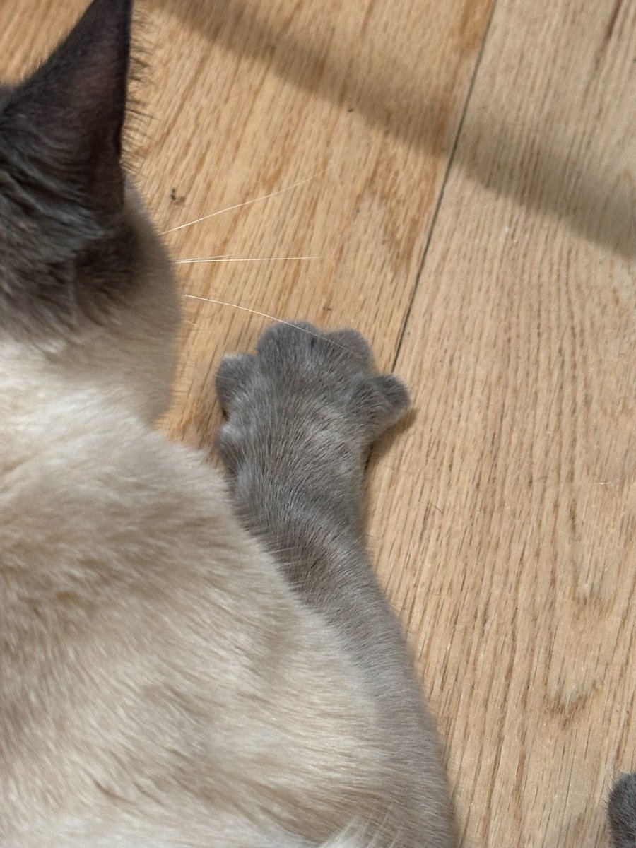 dameofnone's tweet photo. Meet my new foster kitty Mamma Mia (meow)! 

She is a smol and soft Siamese cat with such a mild temperament. Loves being close, making biscuits, holding hands. And is oh so gentle! 

She should be up for adoption soon 😍 https://t.co/RssaKghbYw