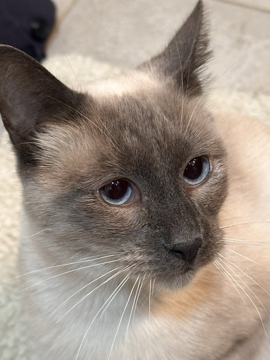 dameofnone's tweet photo. Meet my new foster kitty Mamma Mia (meow)! 

She is a smol and soft Siamese cat with such a mild temperament. Loves being close, making biscuits, holding hands. And is oh so gentle! 

She should be up for adoption soon 😍 https://t.co/RssaKghbYw