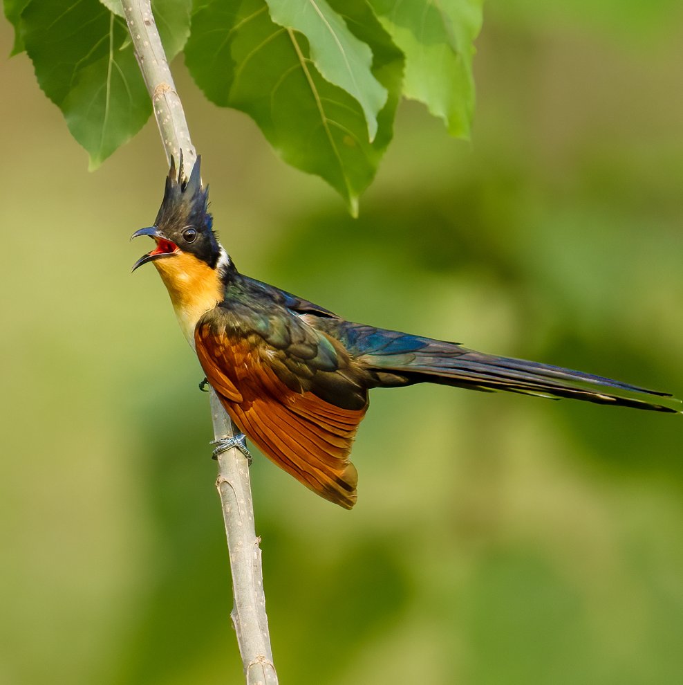 Lovely birds in China🐦 tweet media