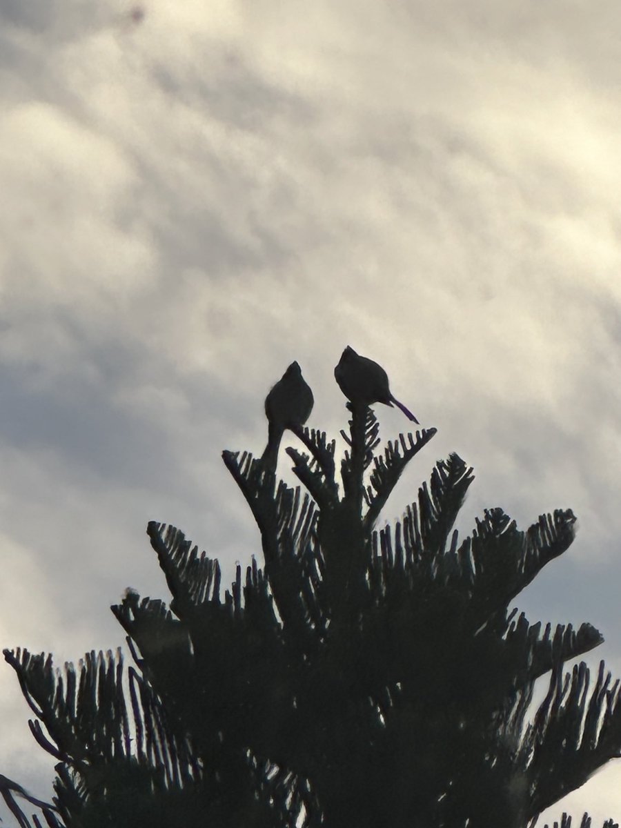 NasimZehra's tweet photo. We watch the hovering clouds…not hide from them…’flight’ is our genes… #BirdsOfIslamabad https://t.co/LLJvyoMfNQ