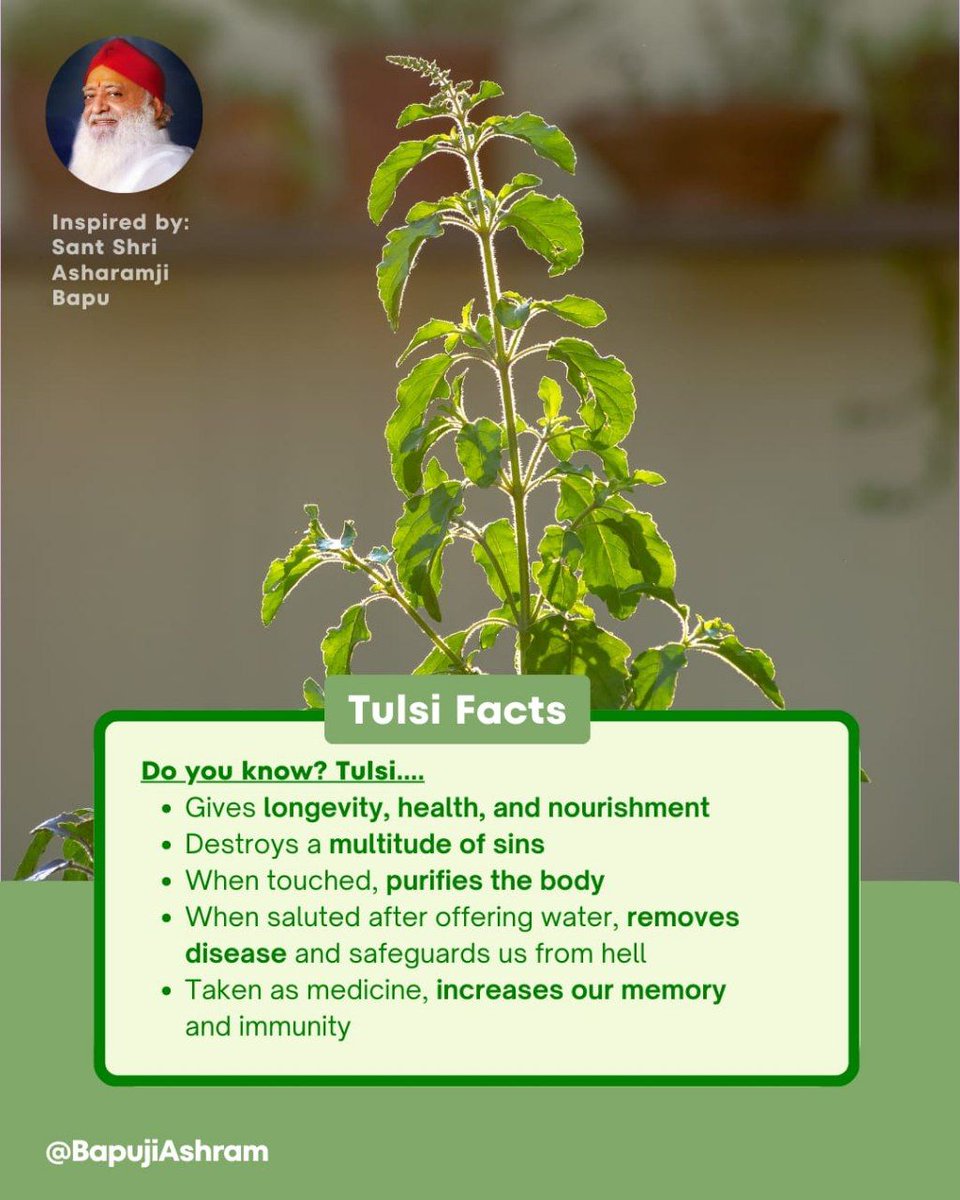 Asharamjiashram's tweet photo. Just #2DaysToGo for Tulsi Pujan Diwas !
Sant Shri Asharamji Bapu initiated this festival in 2014 with cultural growth as a Vision For Society
It has now become a global festival that not only spreads the cultural aroma of Sanatan Dharma but also aids in environmental protection. https://t.co/puayWPsoMQ