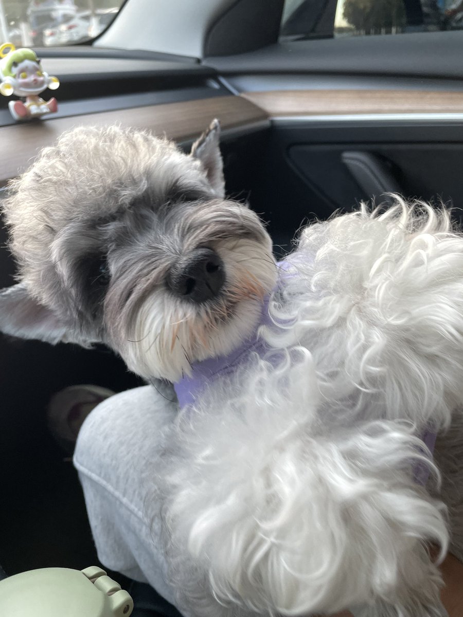 Why do I think this dog has a fairy like temperament?
#dog #carnivore #tail #meatlover #lovemydogs #pets #animallover #wildlife #animalsaddict #whiskers #companiondog #fawn #snout #topdog #snoutout #dogphotos