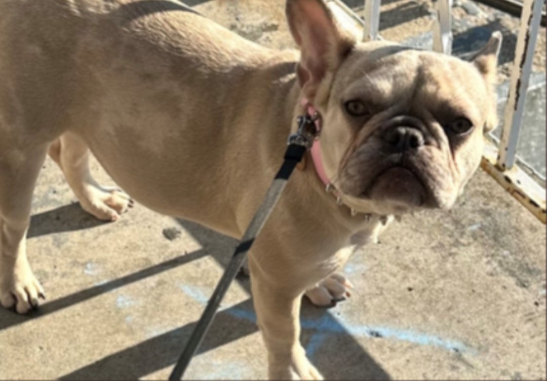 EARLIER ARMED ROBBERY W/FRENCH BULLDOG TAKEN: 3300 Bl. of 14th St. S.E. <a href="/DCPoliceDept/">DC Police Department</a> is investigating an armed robbery with a citizen having their French Bulldog named Mocha taken by unknown individuals with one armed with a gun.