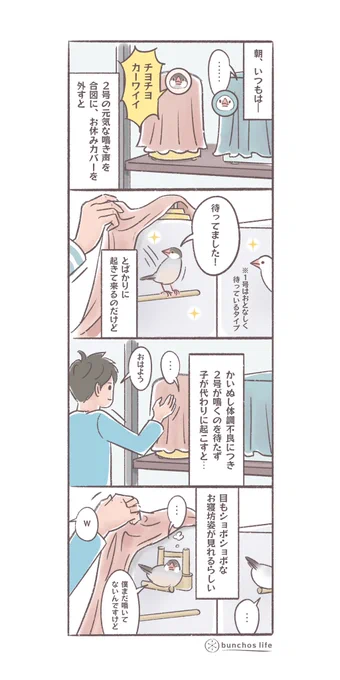毎朝、時間になると2号が雄鶏の如く元気に鳴くのでそのタイミングでお休みカバーを外すのだけど、鳴く前に外すとまだおねむな姿が見れるらしい(↓ツリーにオマケあり) #文鳥 #4コマ漫画