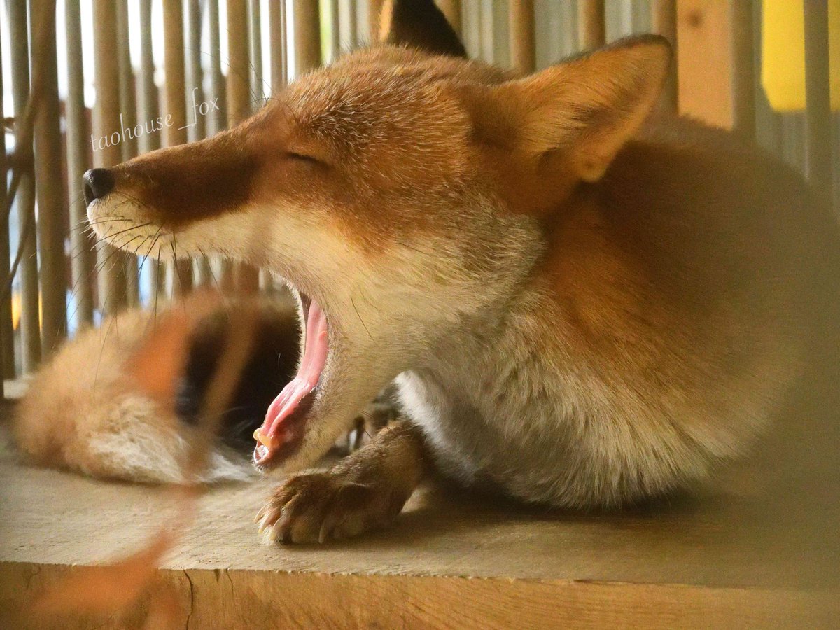 Foxssil_1005's tweet photo. 【E：ご当地こんこん】
ほにゃあぁぁぁぁぁぁぁ～～～
（大牟田市動物園 わらび♂11↑）

さつえいび：2020年9月20日

#大牟田市動物園
#きつね　#ホンドギツネ https://t.co/O3rum8TZQ0