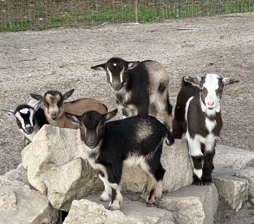Y’all have no idea how hard this is to achieve #babygoats