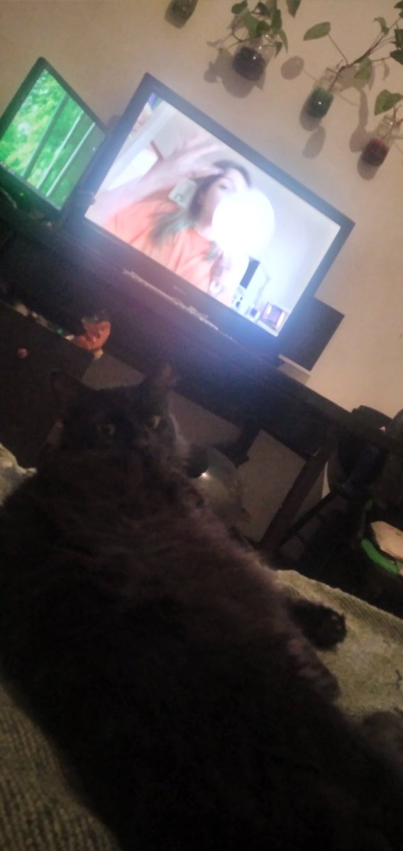 GhianDrake's tweet photo. Viendo junto a Freyr gatuno a la @YapuraMelisa en su vlogmas2023 #MeriXmas 

Me costó tomar la foto por la negrura de mi gatuno jajaja mucho contraste. https://t.co/cC4aUQndja