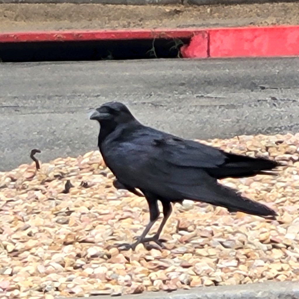 Pin_Feather's tweet image. Finn? It's been so long