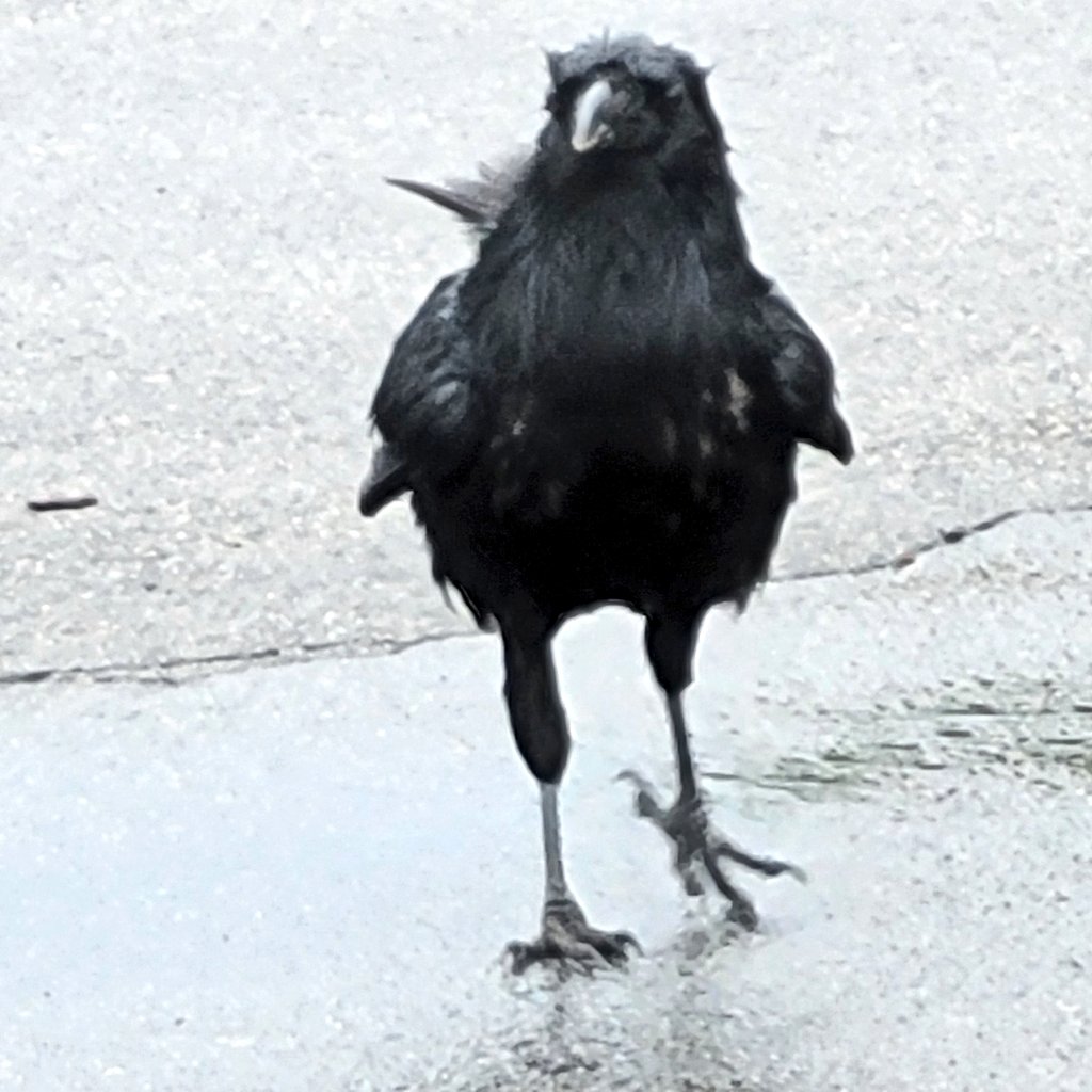 Pin_Feather's tweet image. Finn? It's been so long