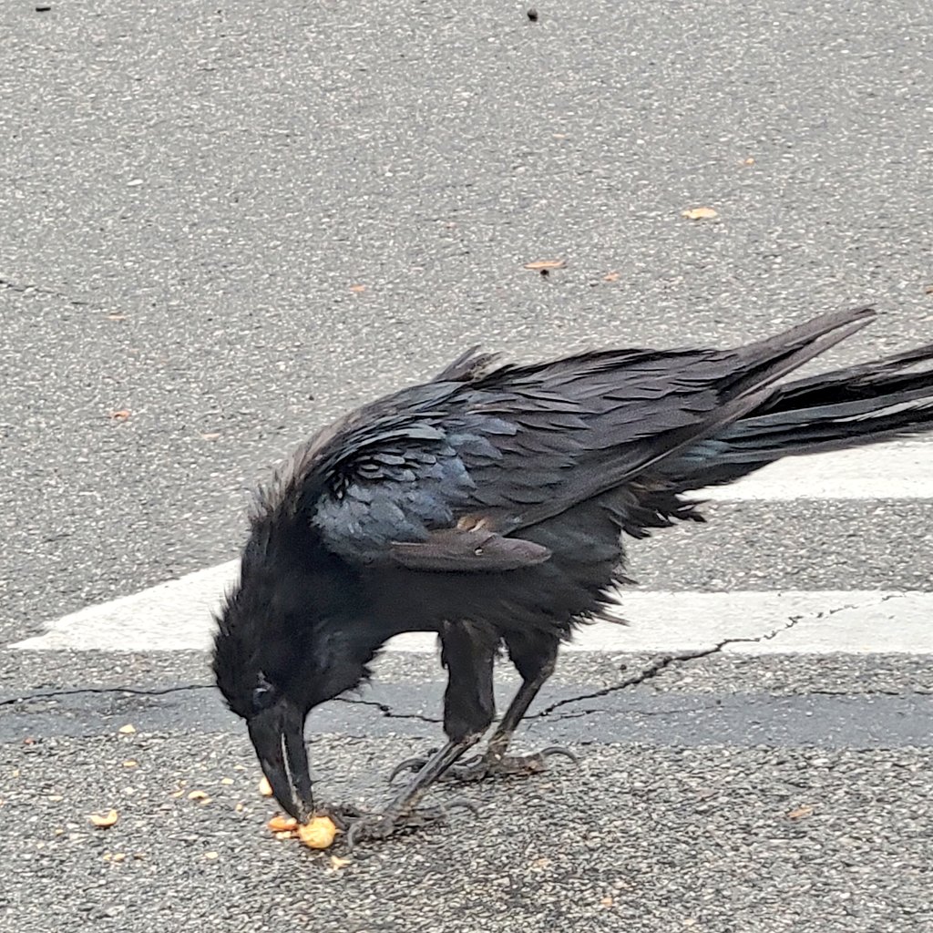 Pin_Feather's tweet image. Finn? It's been so long