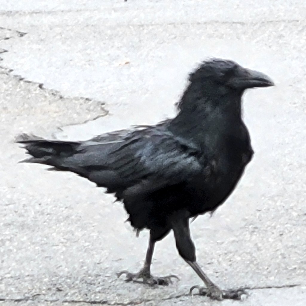 Pin_Feather's tweet image. Finn? It's been so long