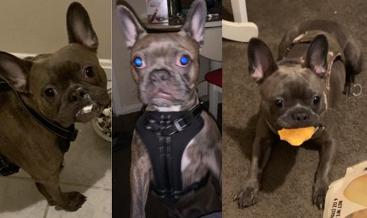 DCPoliceDept's tweet photo. Dog Taken in a Burglary of a Home

The dog, “Tyson”, is described as a 2-year-old male French Bulldog. He is brindle gray and also answers to the name “Cheese”. 

Read more: https://t.co/0OBrku8nWv https://t.co/EQWNUKDyNu