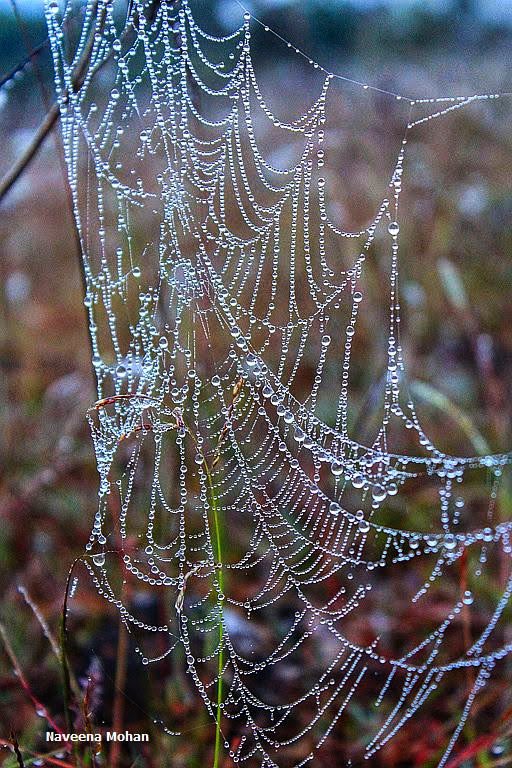 Naveenamohanrao's tweet photo. Nature’s miracle, these diamonds are forever…precious ☺️
#skaleshpura #incrediblekarnataka
#wintervibes #dewdrops #liquiddiamond #nature https://t.co/XVZV8sw4f3