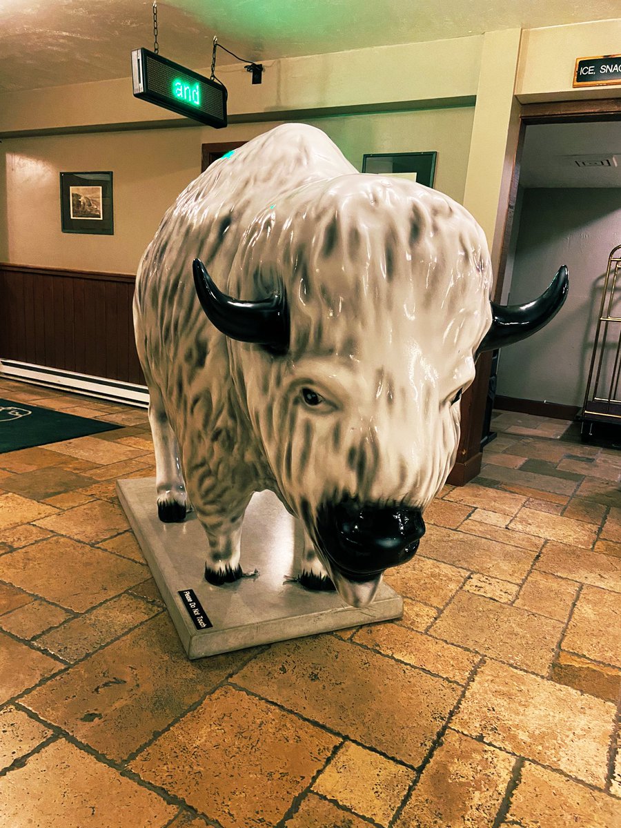 EricYum's tweet photo. White Buffalo #Buffalo #WildBuffalo #WhiteBuffalo #Yellowstone #Speechless https://t.co/Cr7NkneJvn