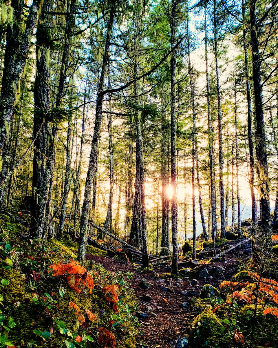 Min_Reyes's tweet photo. Another lovely trail in Squamish https://t.co/y1eQ4ocVCP