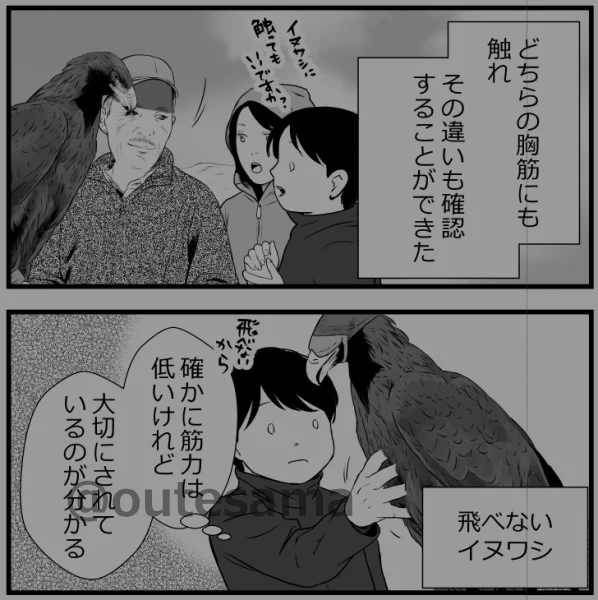 イヌワシに触れるときにフード(目隠し)をしているのは、初対面のわたしに触れられることで嫌がらせないように。 キルギスでは、イヌワシの筋肉を触って右手にデータとして残してきました。 飛べないイヌワシがいたことで、狩りをしているイヌワシとの比較ができたことが良い経験になりました。