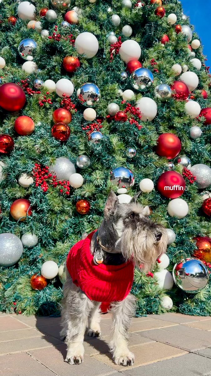 muffinjai's tweet photo. βͺοΈπ΄ More #ChristmasShopping @sfpremiumoutlets ποΈπππ
πΌ Another photo of me underneath another #ChristmasTree ππ₯°π€© #Christmas #SanFrancisco #BayArea πΆπΎ #DogsOfSanFrancisco #DogsOfBayArea #DogsOfCalifornia #MiniatureSchnauzer #Schnauzer https://t.co/F0uKenQCI0