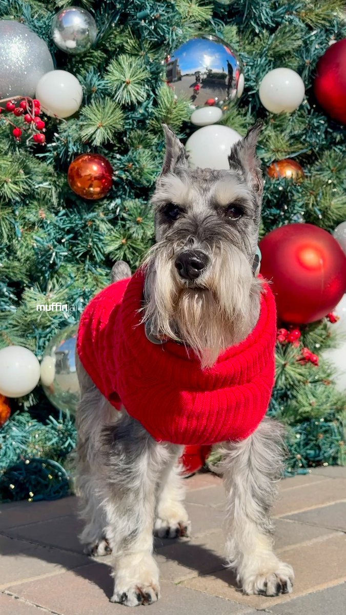 muffinjai's tweet photo. βͺοΈπ΄ More #ChristmasShopping @sfpremiumoutlets ποΈπππ
πΌ Another photo of me underneath another #ChristmasTree ππ₯°π€© #Christmas #SanFrancisco #BayArea πΆπΎ #DogsOfSanFrancisco #DogsOfBayArea #DogsOfCalifornia #MiniatureSchnauzer #Schnauzer https://t.co/F0uKenQCI0