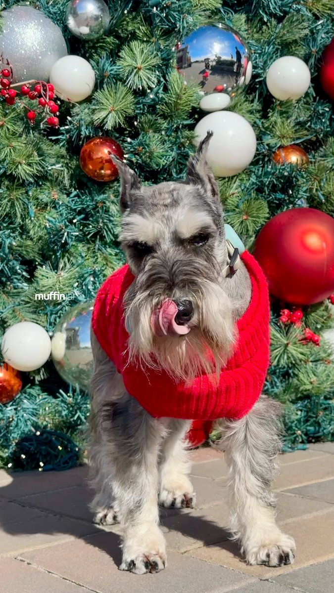muffinjai's tweet photo. βͺοΈπ΄ More #ChristmasShopping @sfpremiumoutlets ποΈπππ
πΌ Another photo of me underneath another #ChristmasTree ππ₯°π€© #Christmas #SanFrancisco #BayArea πΆπΎ #DogsOfSanFrancisco #DogsOfBayArea #DogsOfCalifornia #MiniatureSchnauzer #Schnauzer https://t.co/F0uKenQCI0