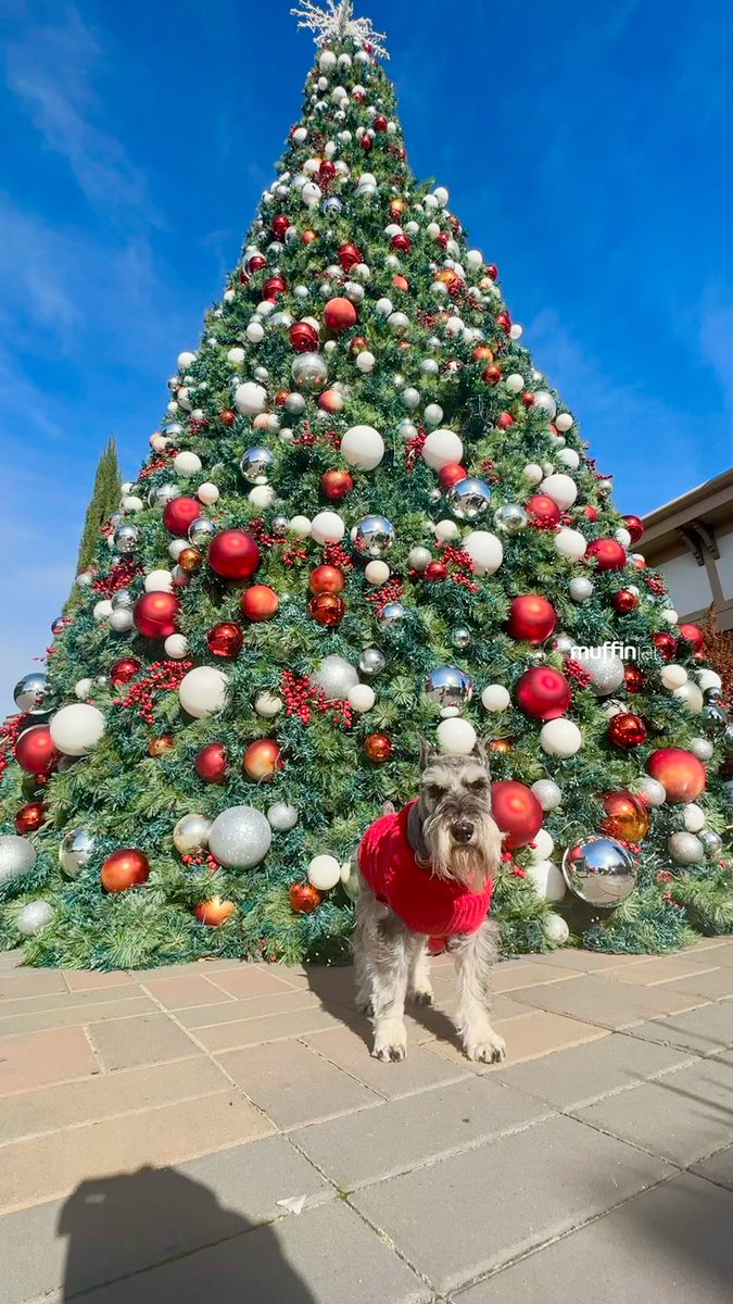 muffinjai's tweet photo. βͺοΈπ΄ More #ChristmasShopping @sfpremiumoutlets ποΈπππ
πΌ Another photo of me underneath another #ChristmasTree ππ₯°π€© #Christmas #SanFrancisco #BayArea πΆπΎ #DogsOfSanFrancisco #DogsOfBayArea #DogsOfCalifornia #MiniatureSchnauzer #Schnauzer https://t.co/F0uKenQCI0
