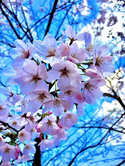 #これを見た人はあえて12月に桜の画像を貼れ 綺麗で可愛くて最高～!! 