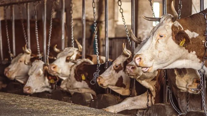 RassaSamimi's tweet image. Nearly two thirds of Canadian dairy farms use tie-stall housing where cows are short-chained continuously all their lives. agriculture.canada.ca/en/sector/anim…