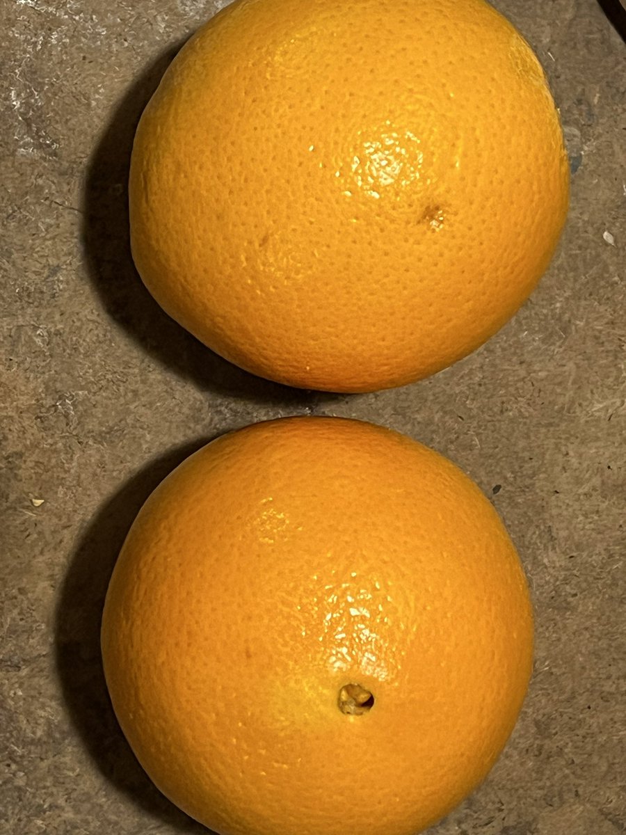 tracyinalbq's tweet photo. Oranges on the Holidays, would get one with nuts. My stocking would also have a charcoal briquette. Loved the chocolate coins. 🇺🇸 https://t.co/uhkP1NouIA
