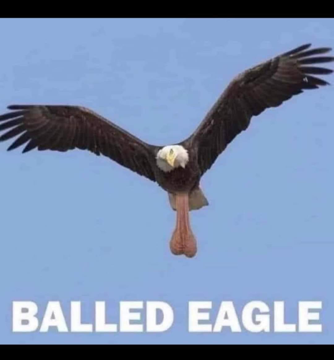 dan_southard's tweet photo. Merican! https://t.co/HHcO5TqCiM