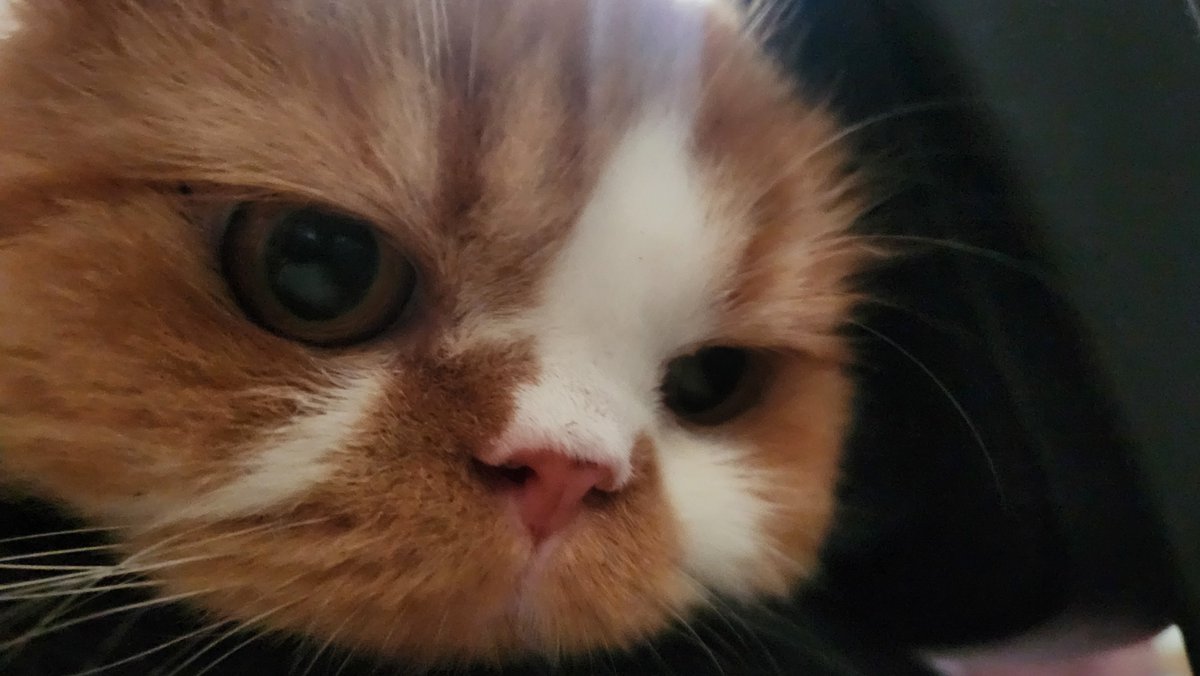 i hayte  kamerras  ,,,  Mefbal tuu  ol'd four dis