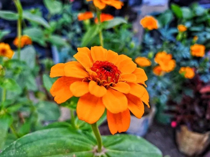 SdekPhotography's tweet photo. lovers of flowers 🌹

#flowers #nature #mobilephotography #photographer #flowerslovers
#Shofiqurrahman https://t.co/jrtPK0ts6O