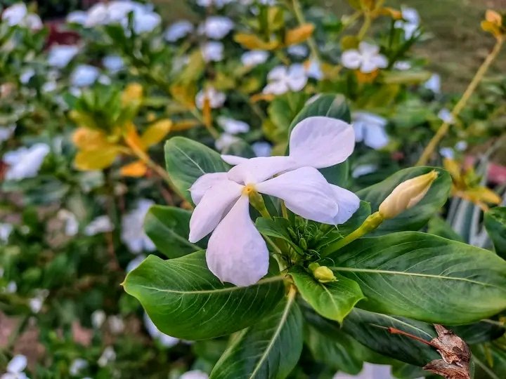SdekPhotography's tweet photo. lovers of flowers 🌹

#flowers #nature #mobilephotography #photographer #flowerslovers
#Shofiqurrahman https://t.co/jrtPK0ts6O