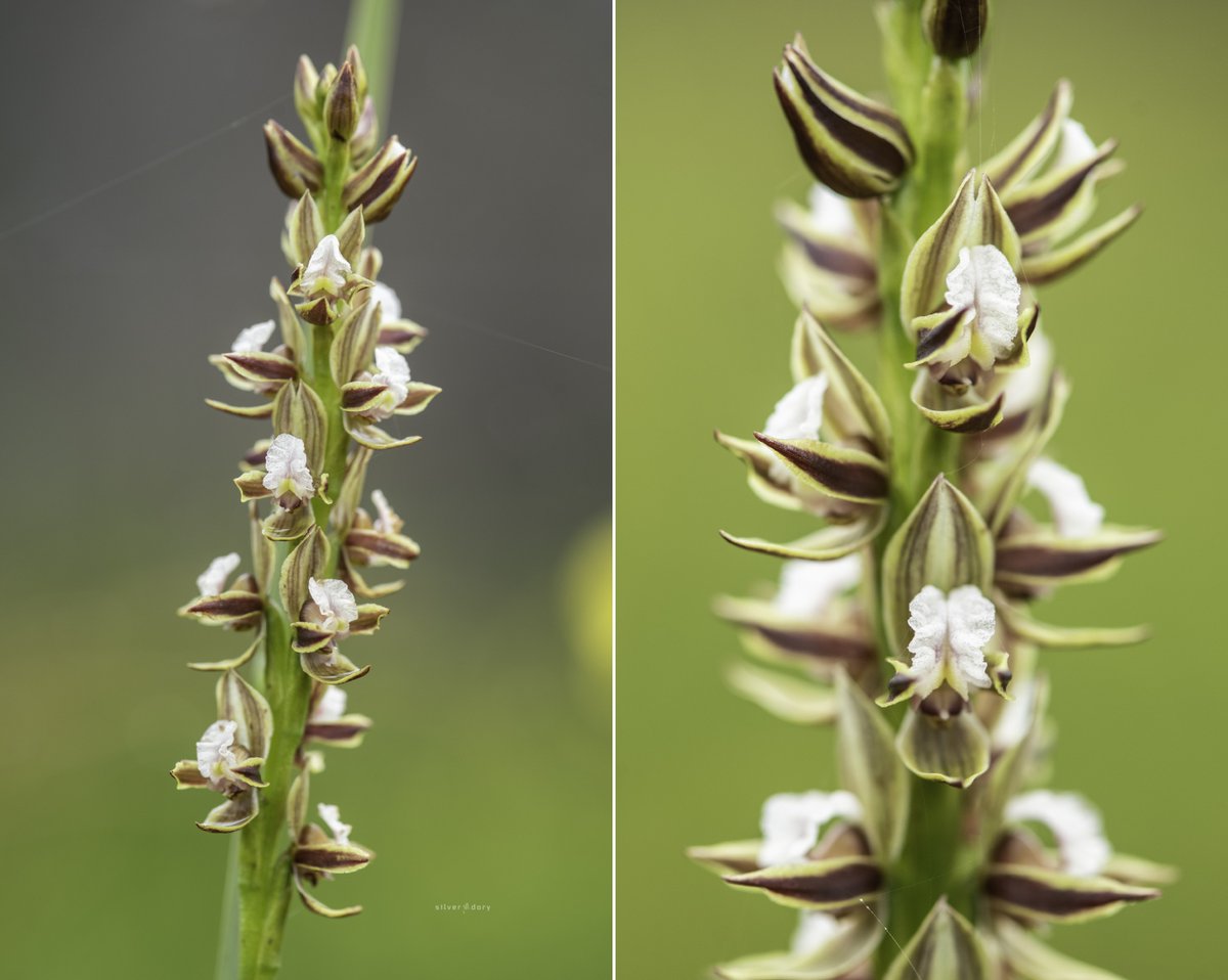 Austral Leek Orchid (Prasophyllum australe) near Monga, NSW. Large no.s of these large summer-flowering leek orchids emerged at this location after the 2020 bush fires but have seen only a handful of plants in recent years #orchids #ozplants #summer