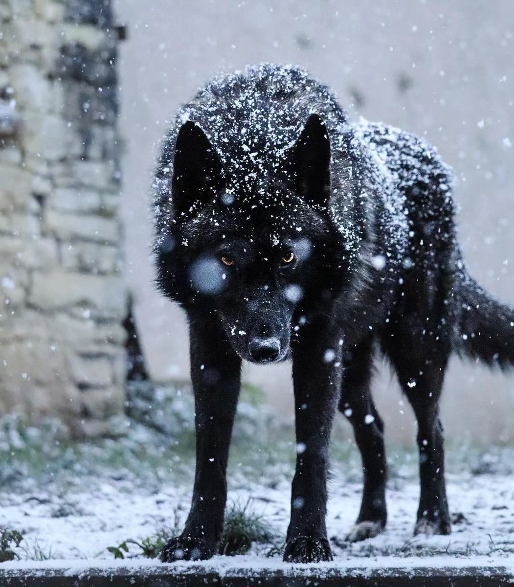 Black wolf 🐺