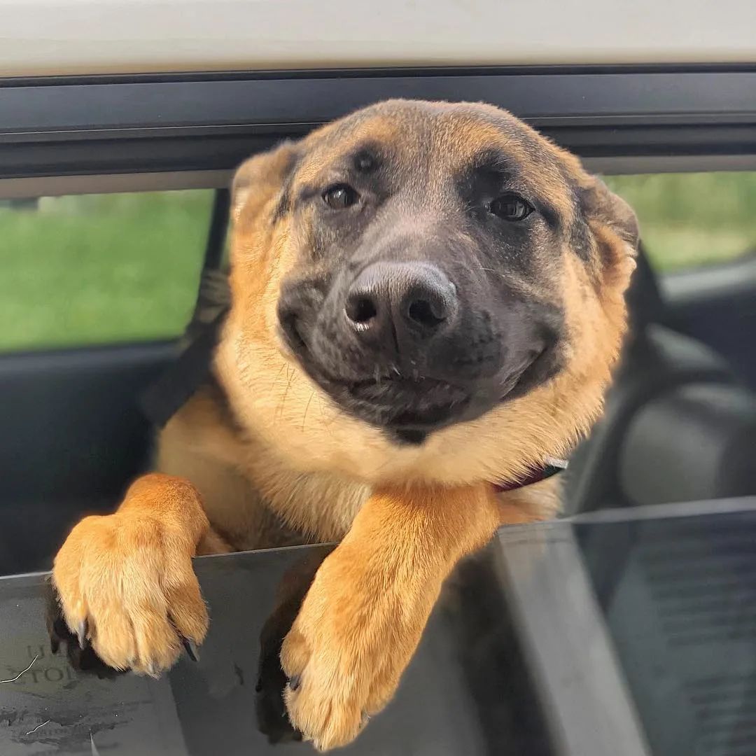 German Shepherd (@germans_hepherd) on Twitter photo 