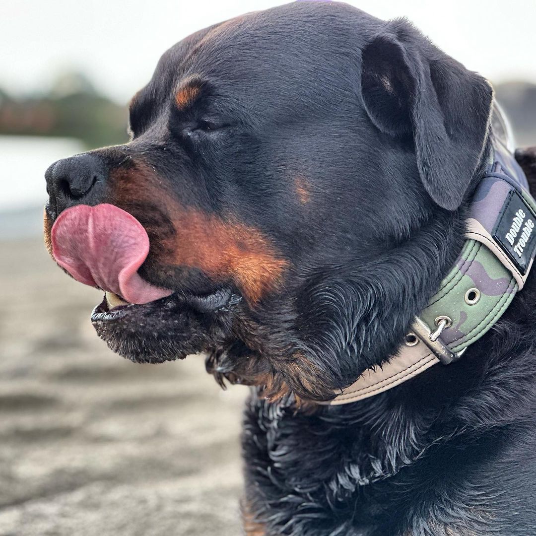 Rottweiler tweet media