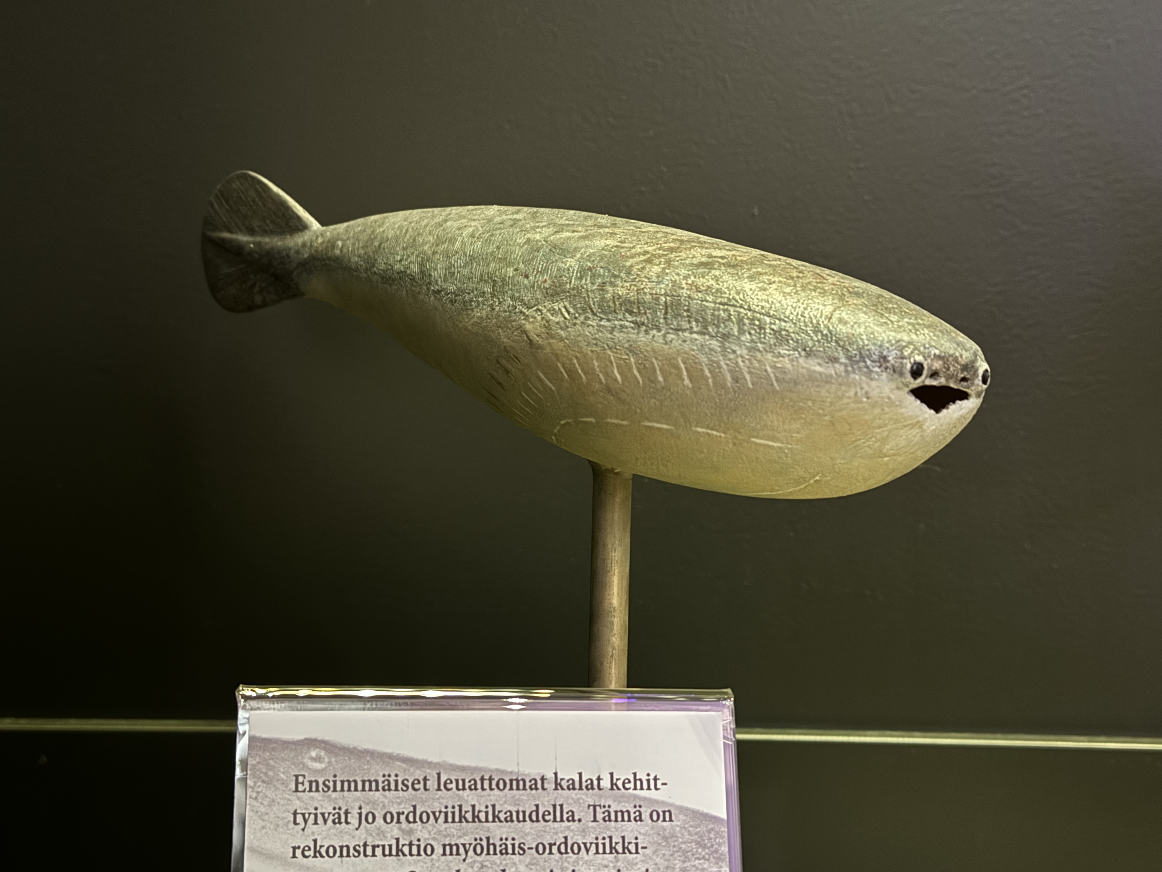 化石魚 フレーム付き 5000万年前(新世代/第三紀•始新世) 科学