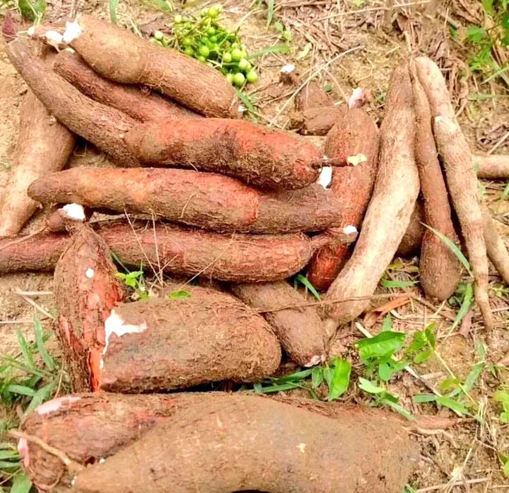 UnyaxKdm's tweet photo. Morogoro ndo maarufu kwa kilimo hiki.
#PichaNzuri 
#Letshare https://t.co/3GAyfo7u6i