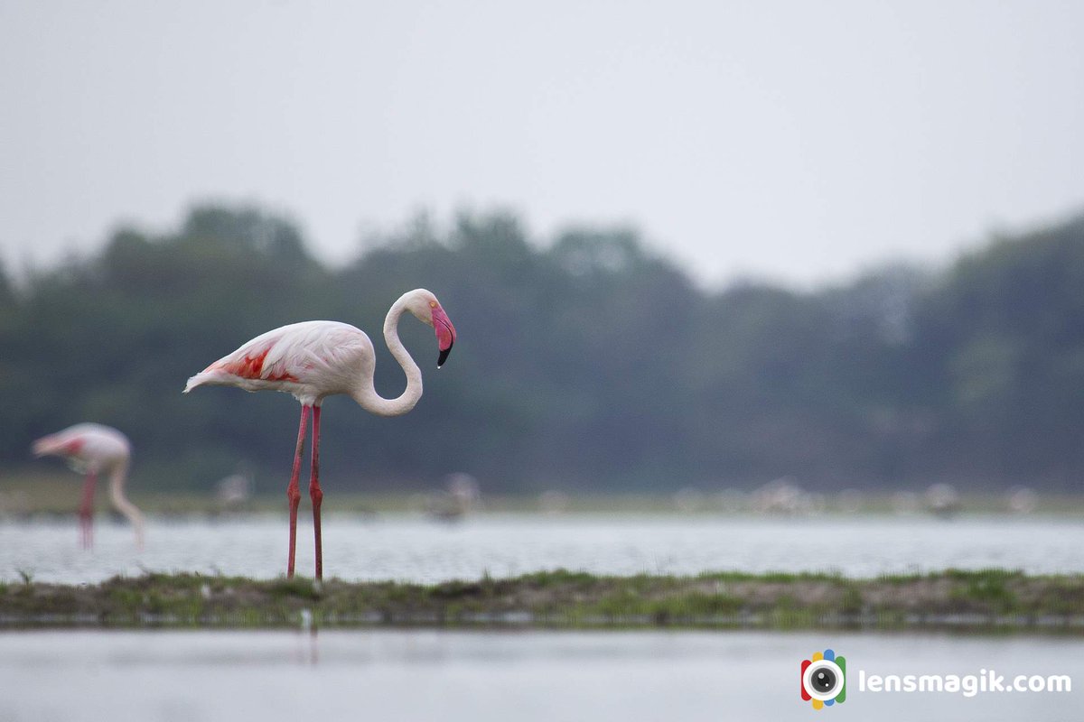 Greater Flamingo bit.ly/3RQPmti Flamingo Bird #greaterflamingo #flamingobird #aboutflamingobird #tholbirdsanctuary #migratorybirds #pinkbirds #birds #birdphotography #BirdsOfTwitter #wildlifephotography #factsaboutflamingobird #lesserflamingo #birdwatching