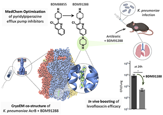 Pos Lab (@poslab_rnd) on Twitter photo Yes! Our allosteric efflux pump inhibitor boosts antibiotic efficacy against Klebsiella pneumoniae. doi.org/10.1038/s44321…. Collab with Ruben Hartkoorn (@Hartkoorn_Lab), Marion Flipo (both Pasteur Institute in Lille), and Achilleas Frangakis (<a href="/Achilleas49er/">Achilleas Frangakis</a>), Goethe University. Yes! Our allosteric efflux pump inhibitor boosts antibiotic efficacy against Klebsiella pneumoniae. doi.org/10.1038/s44321…. Collab with Ruben Hartkoorn (@Hartkoorn_Lab), Marion Flipo (both Pasteur Institute in Lille), and Achilleas Frangakis (<a href="/Achilleas49er/">Achilleas Frangakis</a>), Goethe University.