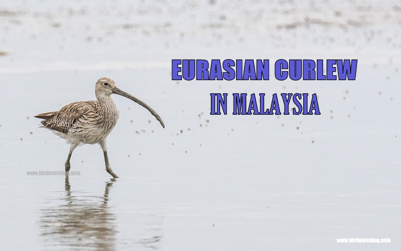 Eurasian Curlew in Malaysia - bit.ly/41zqmNE #EurasianCurlew #curlew #birdsseenin2023 #shorebirds #birdwatching #birds #birdsofmalaysia #birdwatchingasia #birdwatchingmalaysia