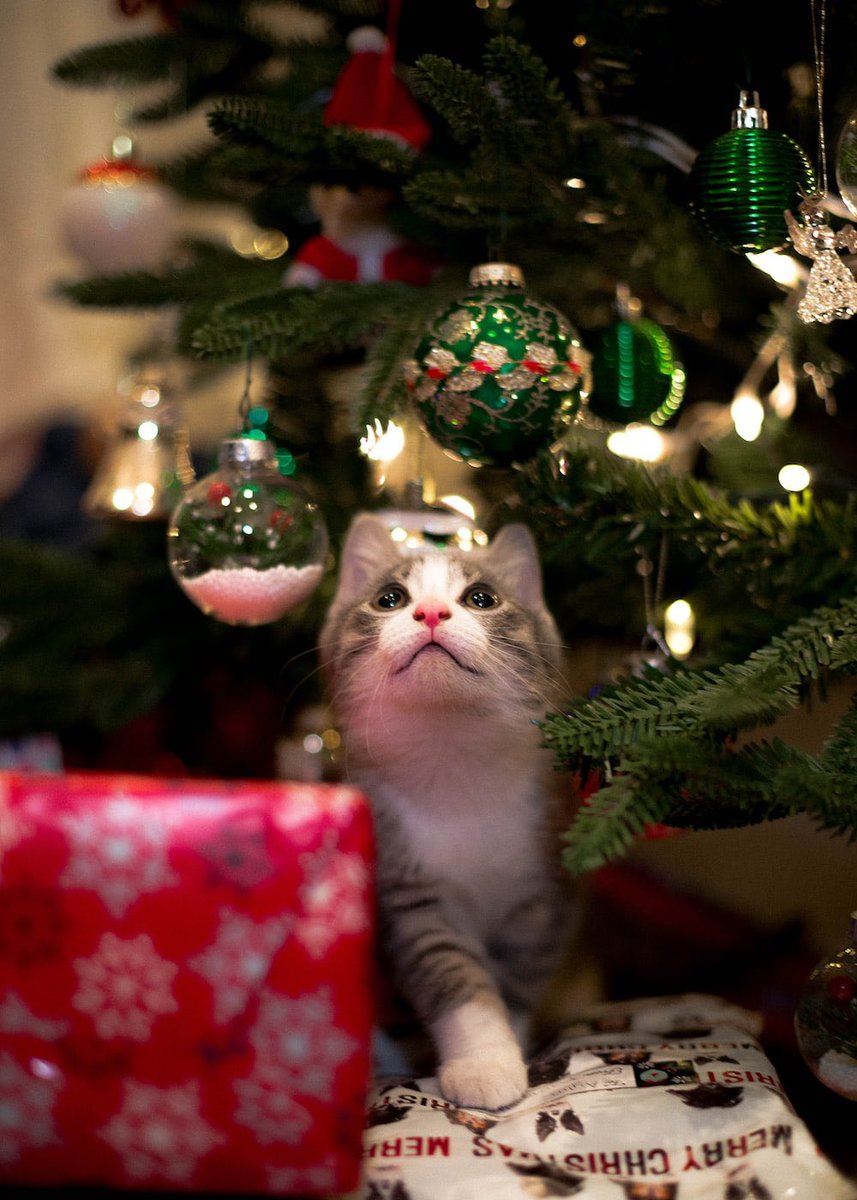 Merry Christmas dear friends…🌹☃️🎄🎅🏻💝😻
Wishing you all a season of blessings,joy and peace🎄☃️🎅🏻

#GoodMorningEveryone 🌹 #Christmas2023 🎄 #CoffeeTime ☕️ #Christmas 🎅🏻 #CatLovers 😻 #PeaceAndLove 🕊️
