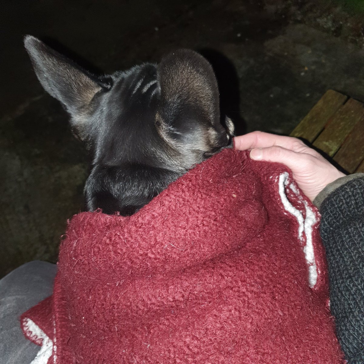 My exclusive Xmas #pigintheblanket , pic taken at230am last night 🌙 Have a Great Christmas 🎄 #Everyone 🎅 🎁 🦌 #MerryChristmas2023 #Frenchbulldog Floki💪#dogsontwitter @dogandpuplovers @dog_rates @DogsAdorble