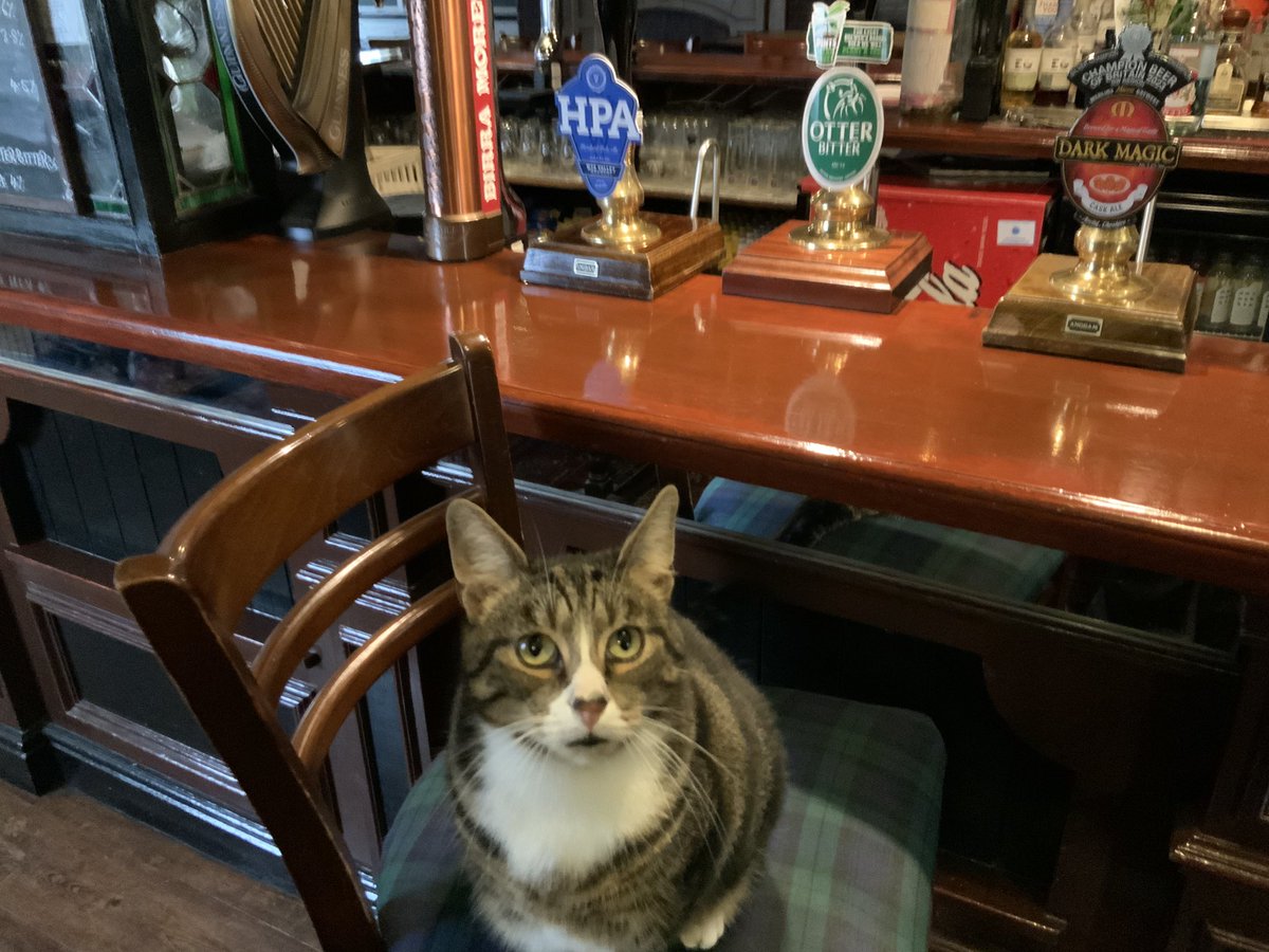 More dreamies please? Guess who’s been watching Oliver Twist! <a href="/MerlinBrewingCo/">Merlin Brewing Co</a> <a href="/BeersInChester/">Beers In Chester</a> @CAMRACaSC