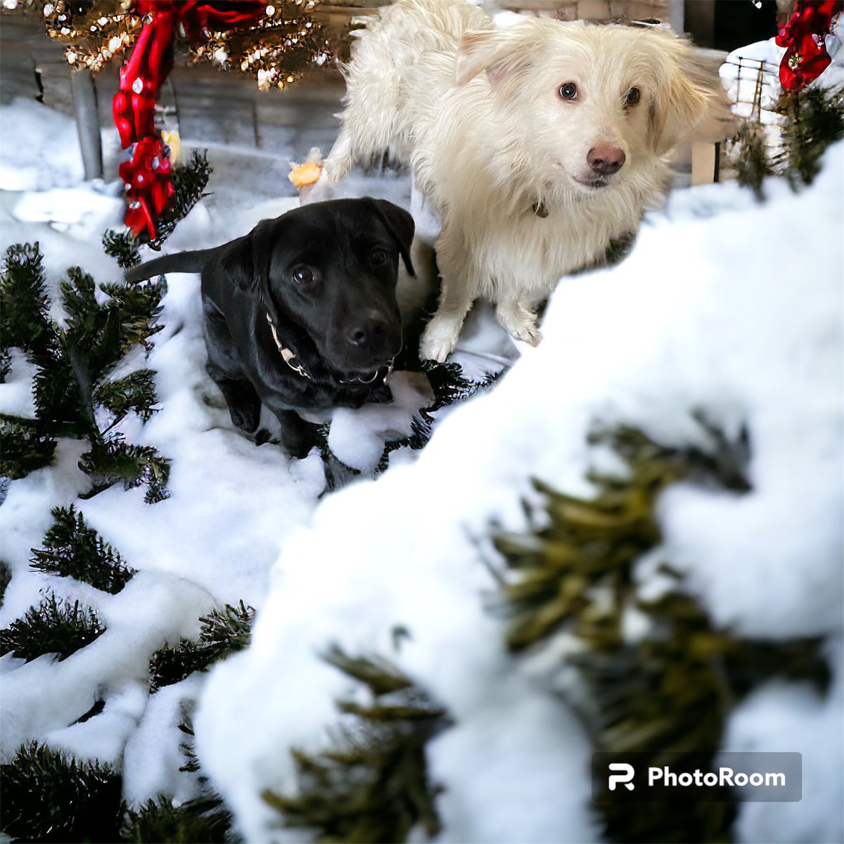 Wishing all a Happy Christmas and hoping for much better for everyone in 2024. Marilyn, Sara, (Sasha and Kira! )