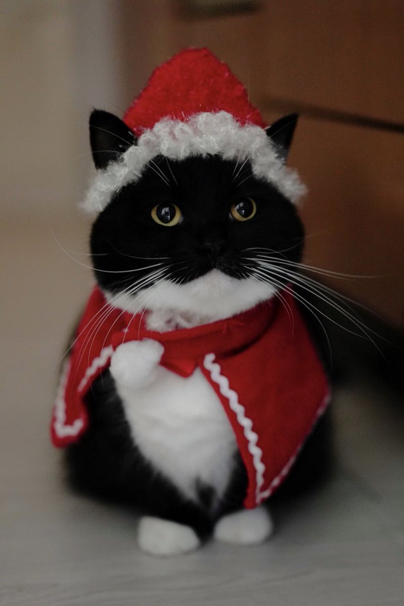 unicouniuni3's tweet photo. いよいよ、うにクロースの出番か…

“At last, it's my…Uni Claus's turn :3” https://t.co/bahV2fUAi2