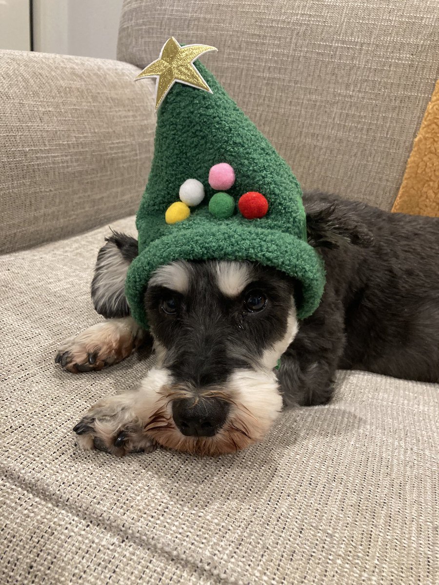 sooty0201's tweet photo. Merry Christmas Everyone https://t.co/Kw1p6m4qTJ