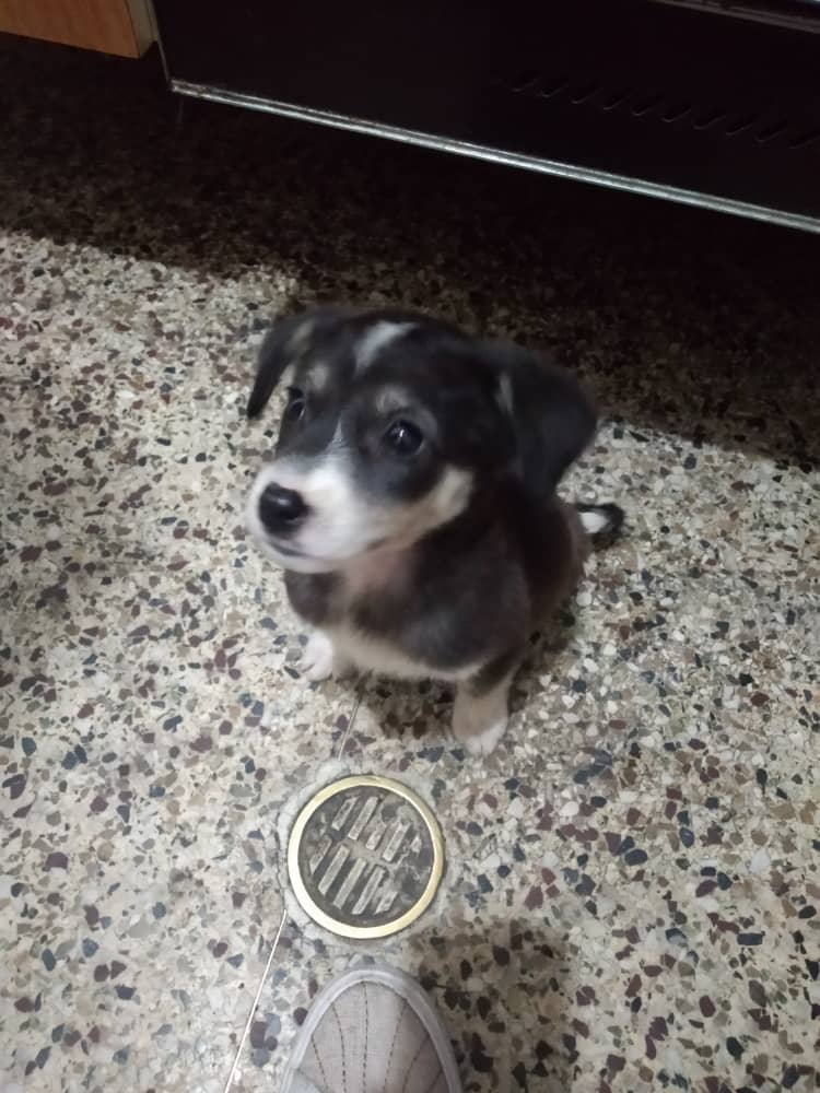 MMJMIGUEL_'s tweet photo. Buenos días, gente. Ayer me topé con esta cachorrita abandonada en la calle. No podía dejarla allí y la traje a pasar al menos la noche al apartamento. Yo no puedo tenerla por mucho tiempo. Es cariñosa a mil. 

Le busco hogar. Los Teques. DM abierto y mi wa también: 04166184718 https://t.co/7hWwJiJwFI