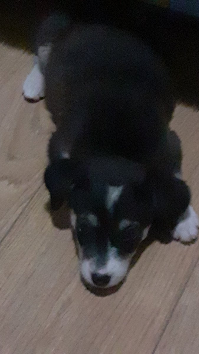 MMJMIGUEL_'s tweet photo. Buenos días, gente. Ayer me topé con esta cachorrita abandonada en la calle. No podía dejarla allí y la traje a pasar al menos la noche al apartamento. Yo no puedo tenerla por mucho tiempo. Es cariñosa a mil. 

Le busco hogar. Los Teques. DM abierto y mi wa también: 04166184718 https://t.co/7hWwJiJwFI